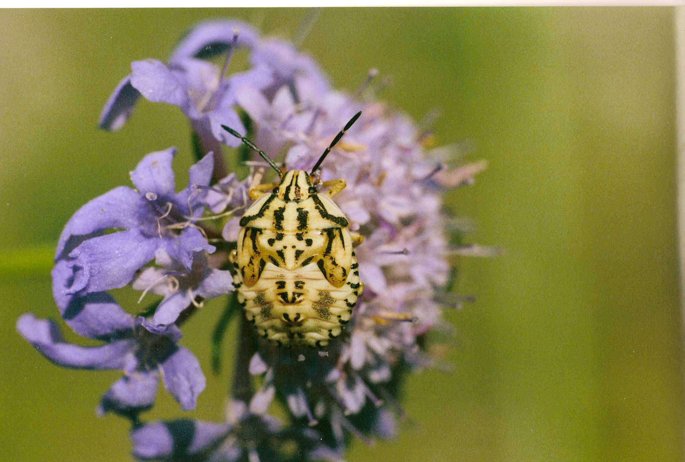 Pentatomidae: ninfa di Carpocoris cf. pudicus dell''Emilia